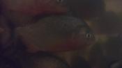 Killer Fish - L'Invasion des piranhas - Steelcase Blu-ray + DVD limité 1000 ex.