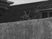 Le Spectre du chat - Blu-ray single